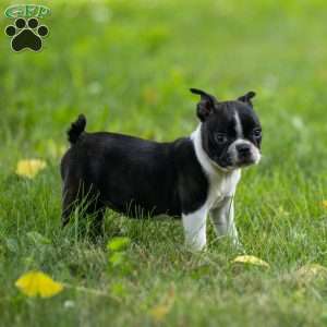 Kylie, Boston Terrier Puppy